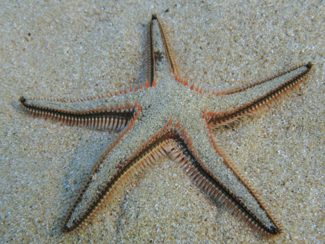 Astropecten bispinosus e Astropecten  platyacanthus